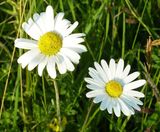 Pro Flora 110 economy general purpose wildflower seed - on this page