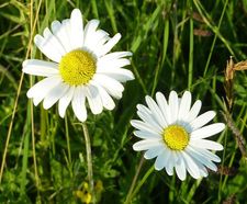 Pro Flora 110 economy general purpose wildflower seed