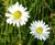 Pro Flora 110 economy general purpose wildflower seed 0