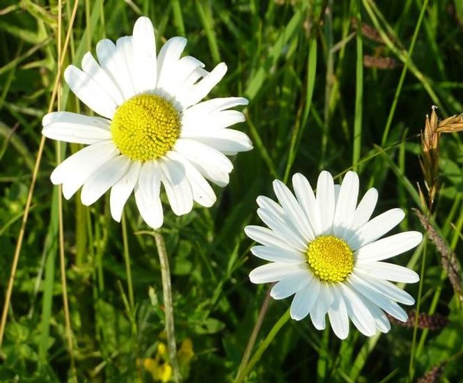 Pro Flora 110 economy general purpose wildflower seed