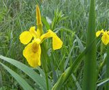 Pro Flora 12 wildflower seed for water margins and pond edges - on this page