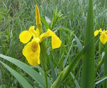 Pro Flora 12 wildflower seed for water margins and pond edges