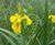 Pro Flora 12 wildflower seed for water margins and pond edges 0