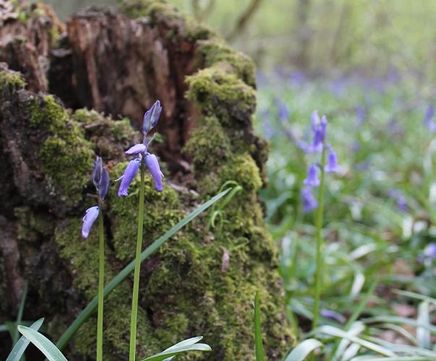Pro Flora 11 Woodland & Shade wildflower seed