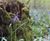 Pro Flora 11 Woodland & Shade wildflower seed 0