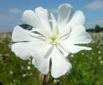 Pro Flora 10 Country Meadow wildflower seed