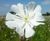 Pro Flora 10 Country Meadow wildflower seed 0