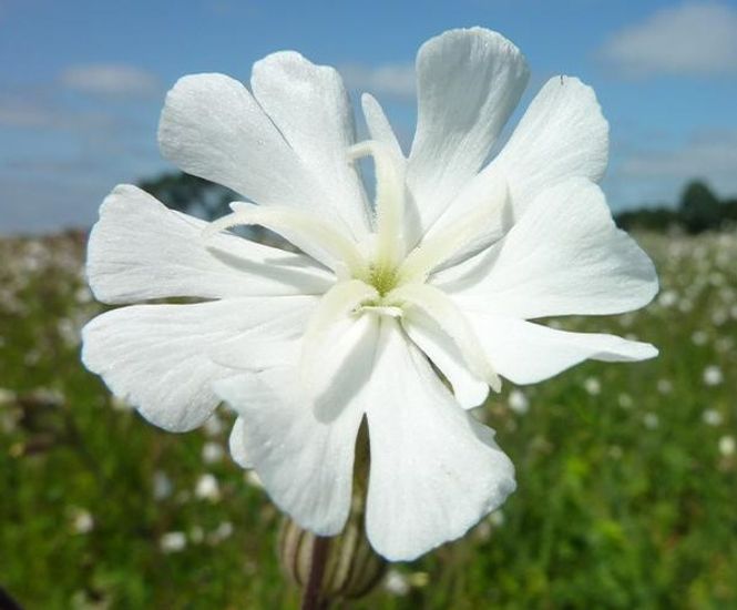 Pro Flora 10 Country Meadow wildflower seed