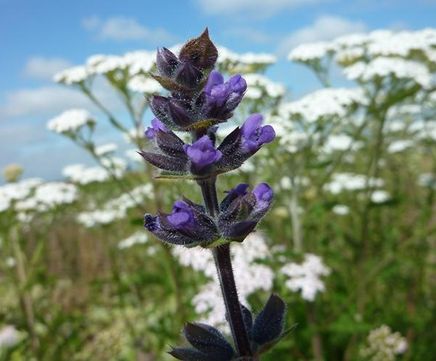 Pro Flora 9 Heritage general-purpose wildflower seed mix