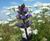 Pro Flora 9 Heritage general-purpose wildflower seed mix 0