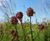 Pro Flora 8 Legacy general-purpose wildflower seed 0