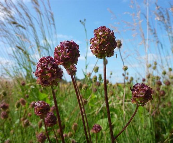 Pro Flora 8 Legacy general-purpose wildflower seed