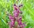 Pro Flora 7 Hedgerow & Light Shade wildflower seed 0