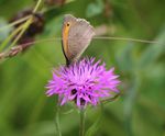 Pro Flora 6 Dry Loamy Soils wildflower seed