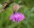 Pro Flora 6 Dry Loamy Soils wildflower seed 0