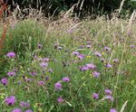 Pro Flora 5 Wet Loamy Soils wildflower seed