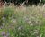 Pro Flora 5 Wet Loamy Soils wildflower seed 0