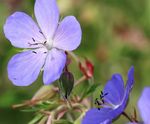 Pro Flora 3 Damp Loamy Soils wildflower seed