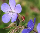 Pro Flora 3 Damp Loamy Soils wildflower seed - on this page