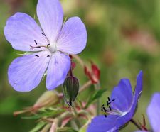 Pro Flora 3 Damp Loamy Soils wildflower seed