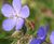 Pro Flora 3 Damp Loamy Soils wildflower seed 0