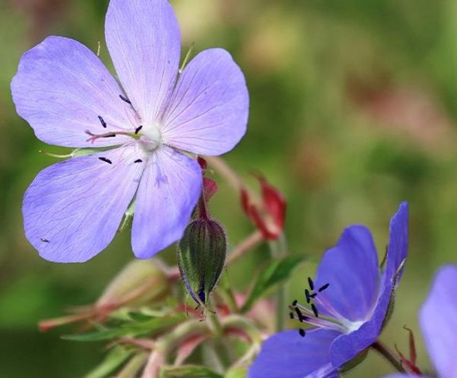 Pro Flora 3 Damp Loamy Soils wildflower seed