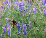 Pro Flora 2 wildflower seed for acid soils - on this page