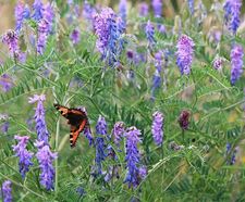 Pro Flora 2 wildflower seed for acid soils