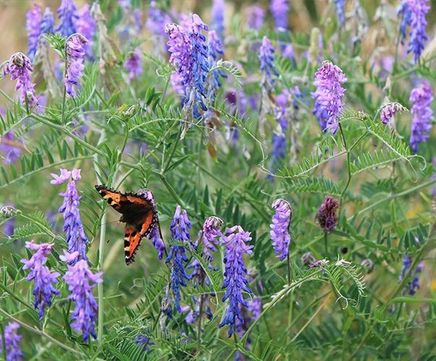 Pro Flora 2 wildflower seed for acid soils