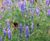 Pro Flora 2 wildflower seed for acid soils 0