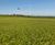 MM Coastal grass seed mixture for greens, tees and fairways 0