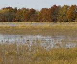 PM 28 Wetland formulation grass seed for damp / waterlogged soils - on this page