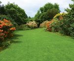 PM 51 Greenscape (with ryegrass) grass seed for hardwearing lawns