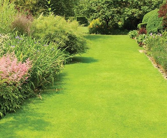 PM 52 Greenfine grass seed mix for fine lawns without ryegrass