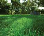 PM 60 Greenshade grass seed mix (no ryegrass) for shaded lawns