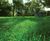 PM 60 Greenshade grass seed mix (no ryegrass) for shaded lawns 0
