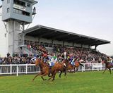 PM 65 Heavy Wear grass seed mix for race courses and polo grounds - on this page