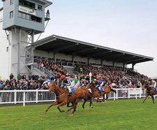 PM 65 Heavy Wear grass seed mix for race courses and polo grounds