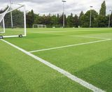 PM 79 Playing Field grass seed mix for sportsfield renovations - on this page