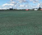 PM 125 Clearsky grass seed for bird control at airports