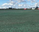 PM 125 Clearsky grass seed for bird control at airports - on this page