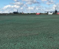 PM 125 Clearsky grass seed for bird control at airports