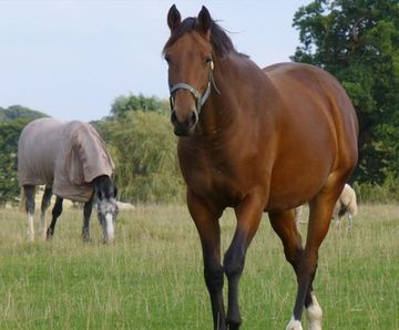 Designer HorseMax Paddock long-term grazing grass seed mix