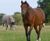Designer HorseMax Paddock long-term grazing grass seed mix 0