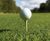 PM 40 Tee and Fairway for tees, fairways and cricket outfields 0