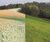 EarthGuard Hydromulch 5