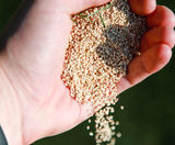 Introducing UK's First PureGrain Installation at Preston School - on this page