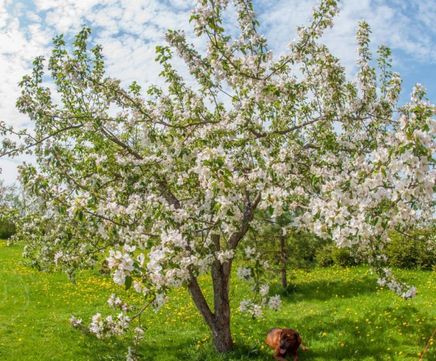 5 native hedging species to plant this season
