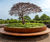 Bespoke planter seat encloses and supports sculpture - Wimbledon 0
