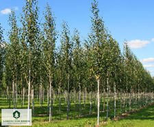 Trees create relaxing space at Whiteley Shopping Centre